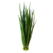 Cebolinha Und