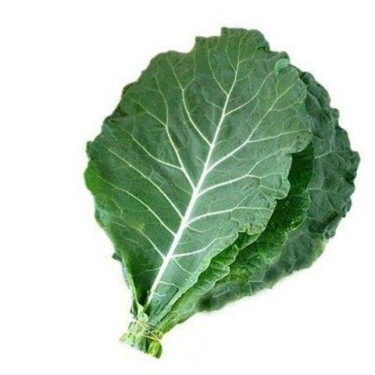 Couve Hidroponica Und