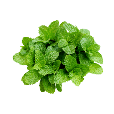 Hortela Hidroponica Und